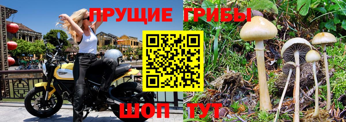 Галлюциногенные грибы MAGIC MUSHROOMS  Псилоцибиновые грибы Magic Shrooms  Торжок  Вход с VPN 
